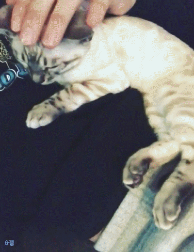 비투비 육성재의 고양이 삼이 | 인스티즈