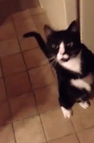 고장난 고양이 모음.gif(데이터주의) | 인스티즈