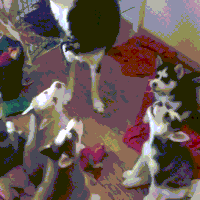 하울링 배우는 아기멍뭉이들 | 인스티즈