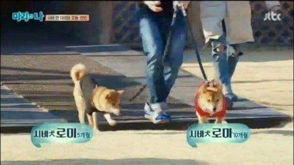 다분히 의도가 느껴지는 시바견주 | 인스티즈