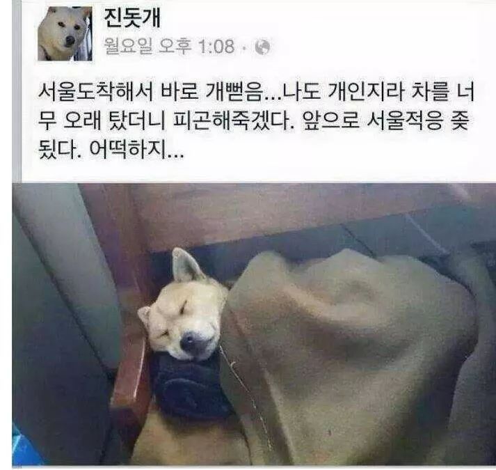 진돗개 레전드.jpg | 인스티즈