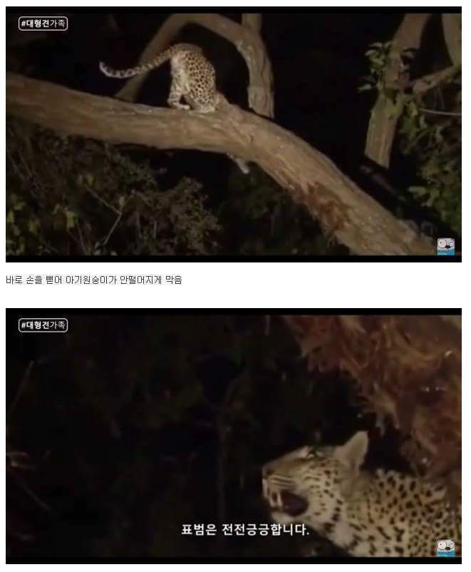 새끼가 있는줄 모르고 어미를 죽인 표범 | 인스티즈