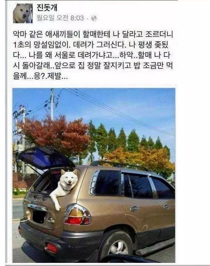 진돗개 레전드.jpg | 인스티즈