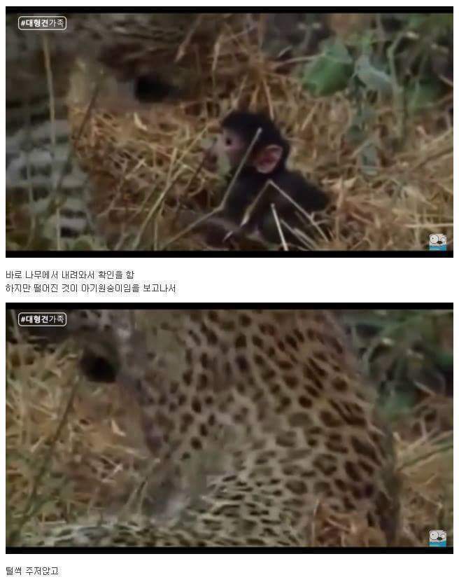 새끼가 있는줄 모르고 어미를 죽인 표범 | 인스티즈
