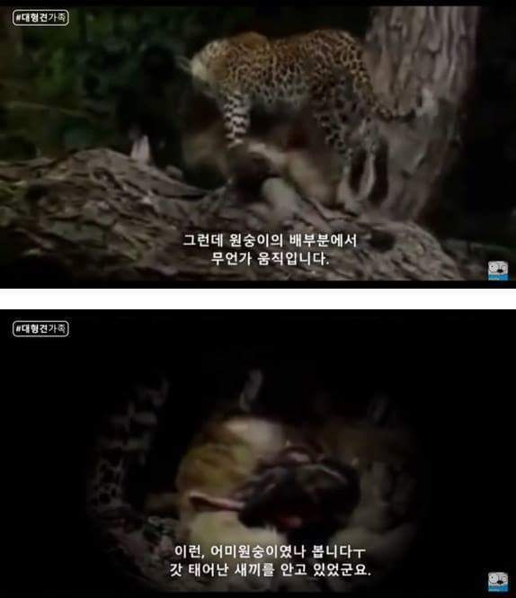 새끼가 있는줄 모르고 어미를 죽인 표범 | 인스티즈