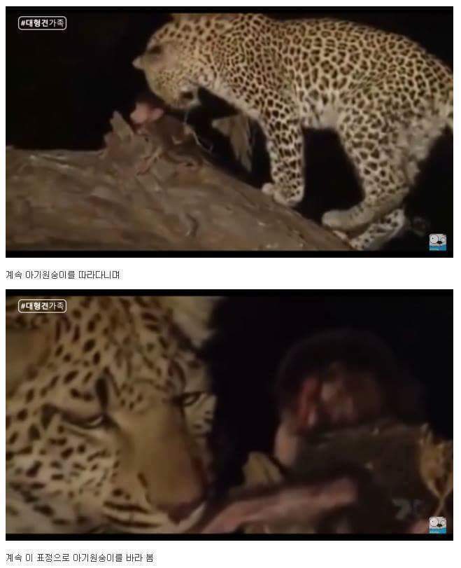 새끼가 있는줄 모르고 어미를 죽인 표범 | 인스티즈
