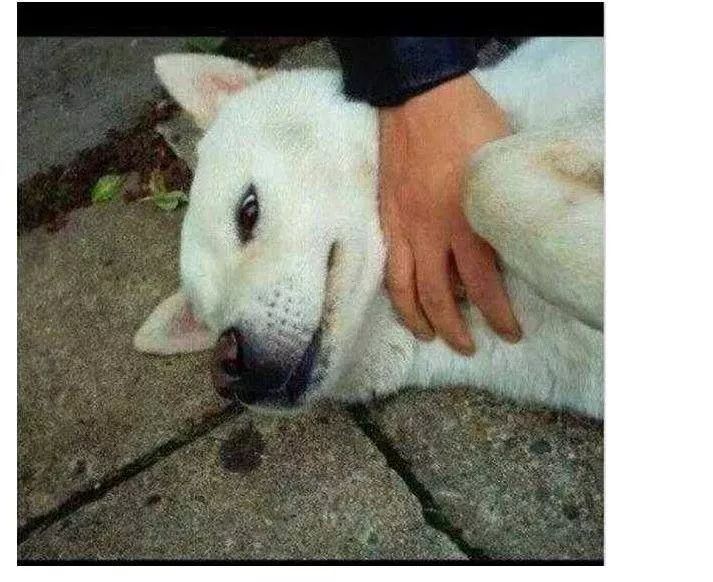 진돗개 레전드.jpg | 인스티즈