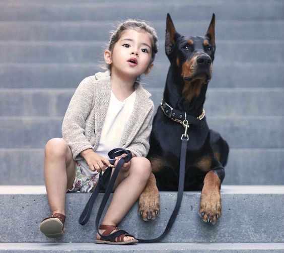 견종 이야기 - 도베르만 핀셔 | 인스티즈