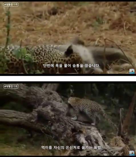 새끼가 있는줄 모르고 어미를 죽인 표범 | 인스티즈