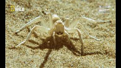 다시는 거미를 무시하지말아라! | 인스티즈