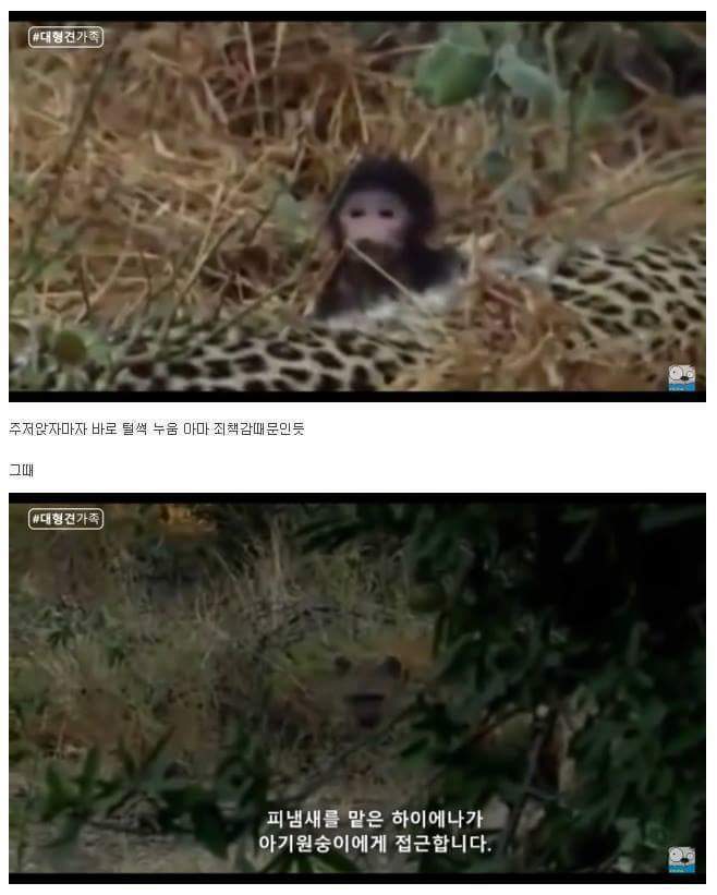 새끼가 있는줄 모르고 어미를 죽인 표범 | 인스티즈