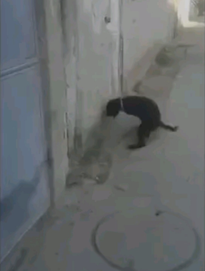 혼자 자위하는 강아지 (웃음소리 주의) | 인스티즈