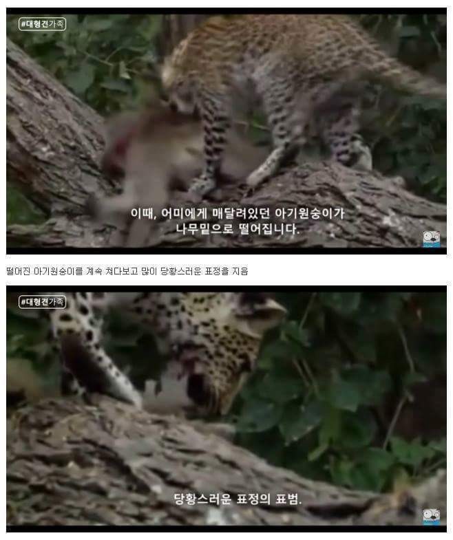 새끼가 있는줄 모르고 어미를 죽인 표범 | 인스티즈