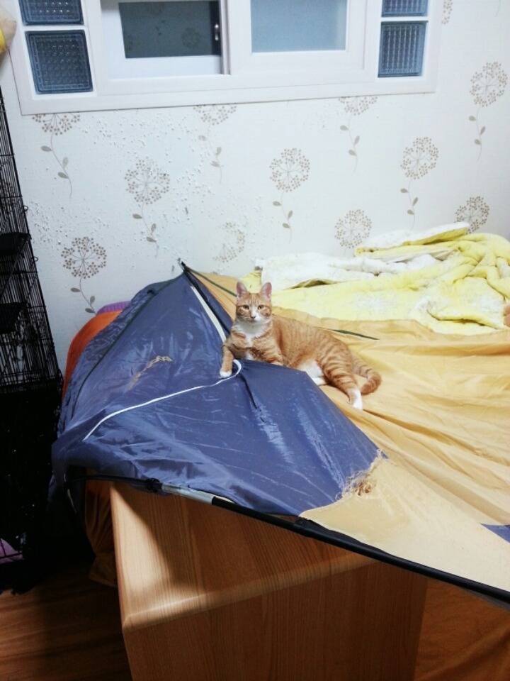 집사가 난방텐트를 사면 안되는 이유.jpg | 인스티즈