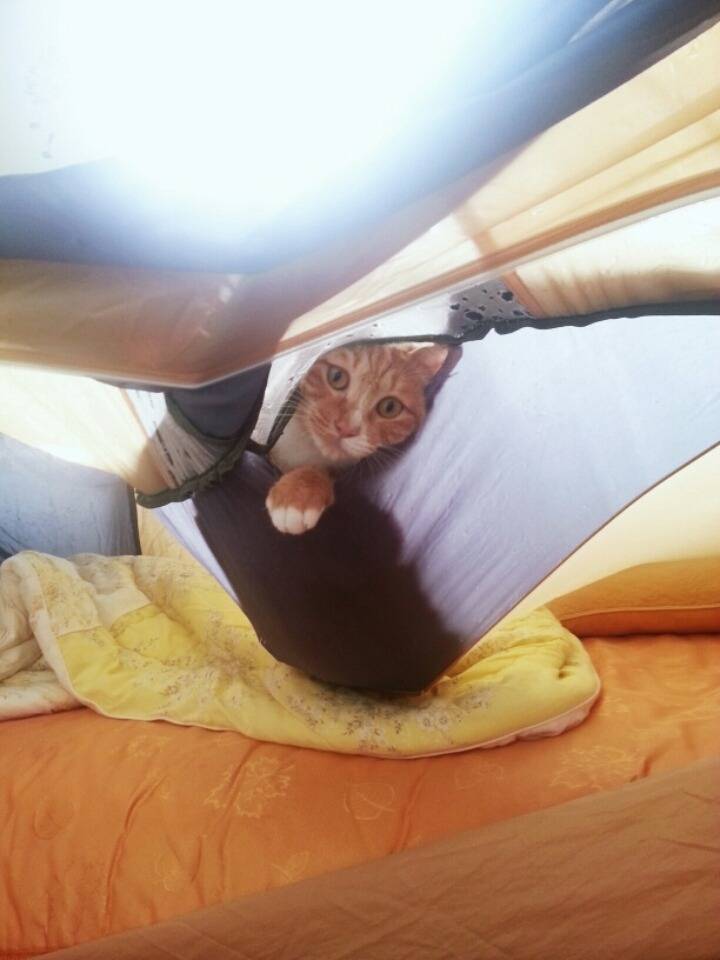 집사가 난방텐트를 사면 안되는 이유.jpg | 인스티즈