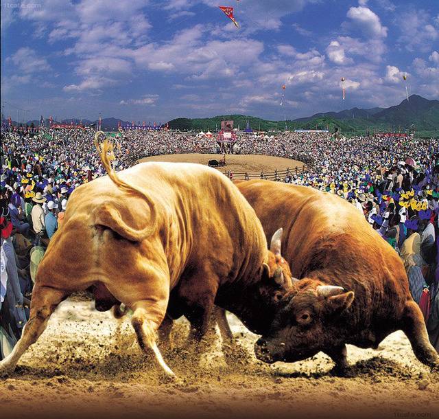 청도 사람들만 아는 실제 싸움 소 크기 | 인스티즈