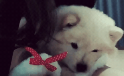 나인뮤지스 경리가 키우는 강아지 ㅠ 귀엽긔 ㅠ.jpgif | 인스티즈