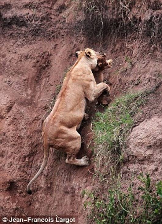 사자의 모성애.jpg | 인스티즈