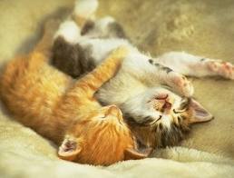 쉽게 이해하는 고양이에 관한 이야기 1 | 인스티즈