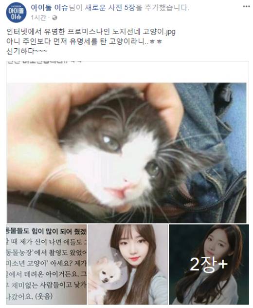 주인보다 먼저 유명세를 탄 고양이 | 인스티즈