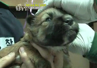 강아지 삐짐.gif | 인스티즈