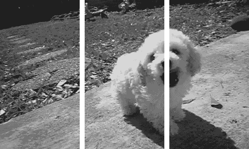 공평하게 자기전에 봐야할 댕댕이 모음 | 인스티즈