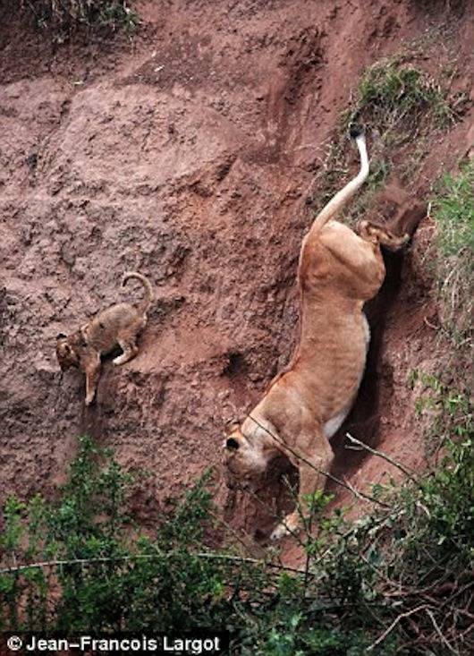 사자의 모성애.jpg | 인스티즈