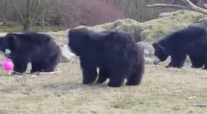 생각보다 직립보행을 잘하는 동물친구.jpgif | 인스티즈