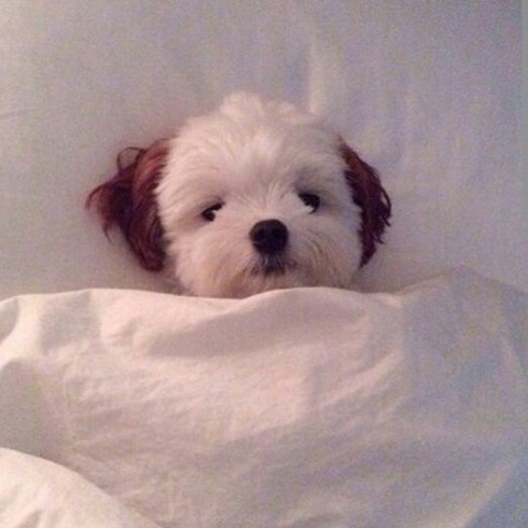 공평하게 자기전에 봐야할 댕댕이 모음 | 인스티즈