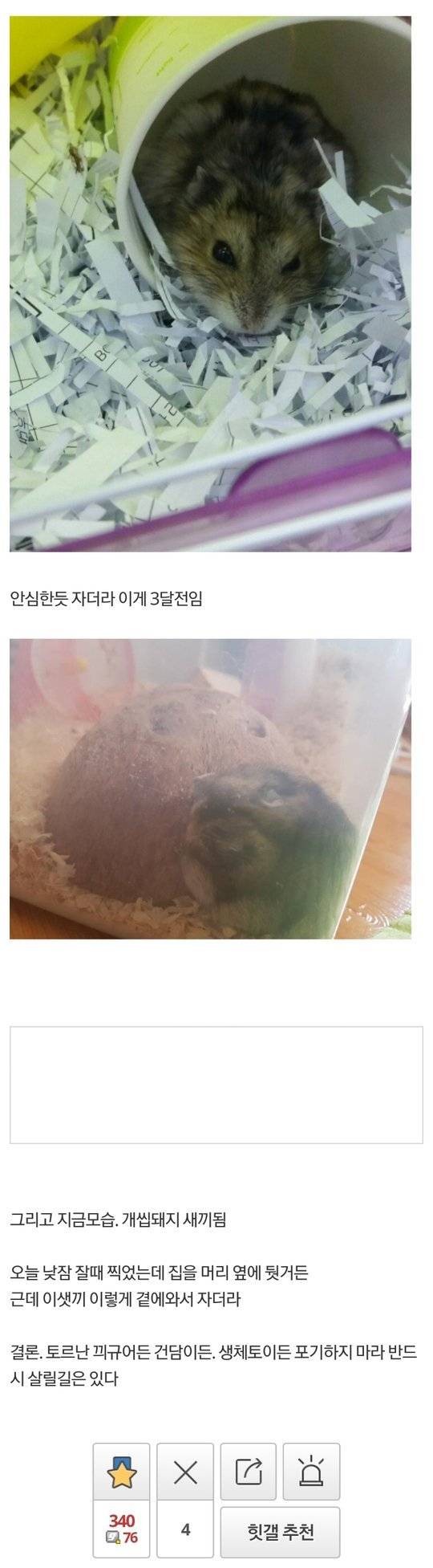 디씨 햄스터 주인 레전드 (혐오주의) | 인스티즈