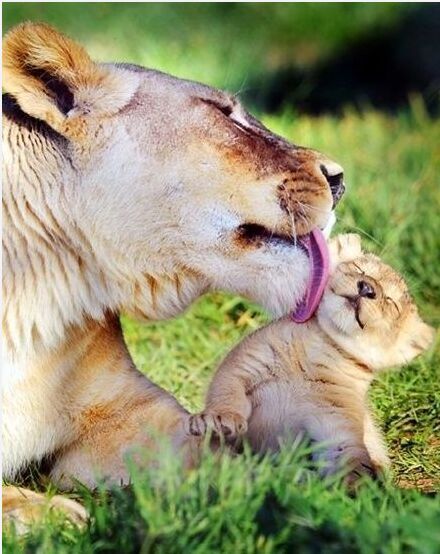 사자의 모성애.jpg | 인스티즈