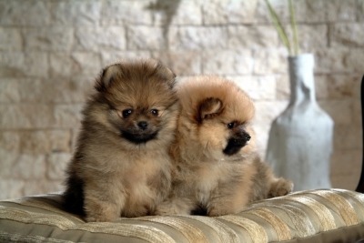 셔틀랜드 쉽독(셀티)+포메라니안 =포시(poshie).twt | 인스티즈