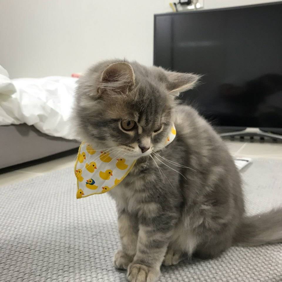 [[고양이를찾습니다.제발도와주세요.]] 천안아산역 와이시티 근처 | 인스티즈