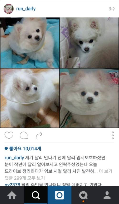 유기견에서 스타강아지가 되기까지 달리의 변화모습 | 인스티즈