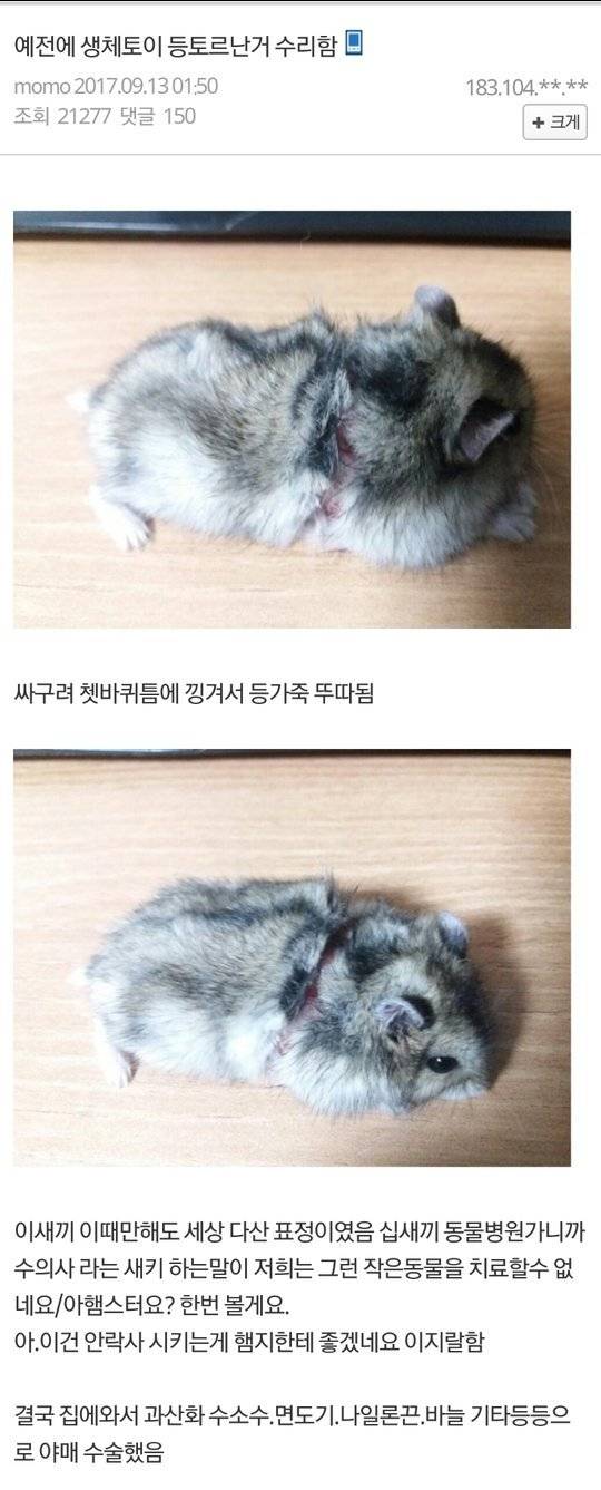 디씨 햄스터 주인 레전드 (혐오주의) | 인스티즈