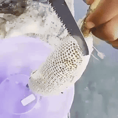 자연산 벌꿀.gif | 인스티즈