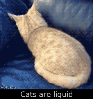 고양이 액체설 | 인스티즈