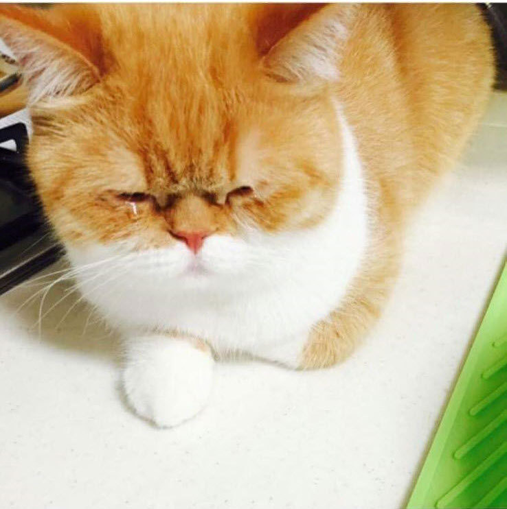 엄마가 파 써는데 옆에서 구경하던 고양이.jpg | 인스티즈