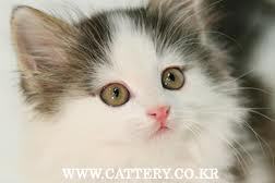 쉽게 이해하는 고양이에 관한 이야기 1 | 인스티즈