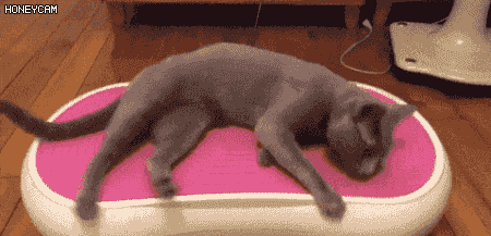 안마기를 경험하는 냥이 | 인스티즈