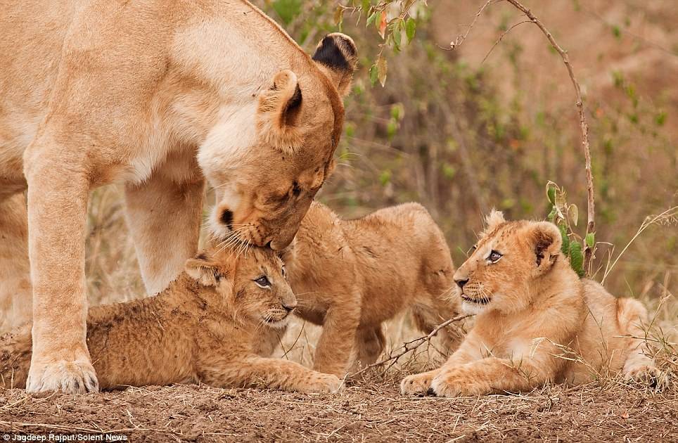 사자의 모성애.jpg | 인스티즈