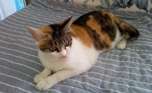 쉽게 이해하는 고양이에 관한 이야기 1 | 인스티즈