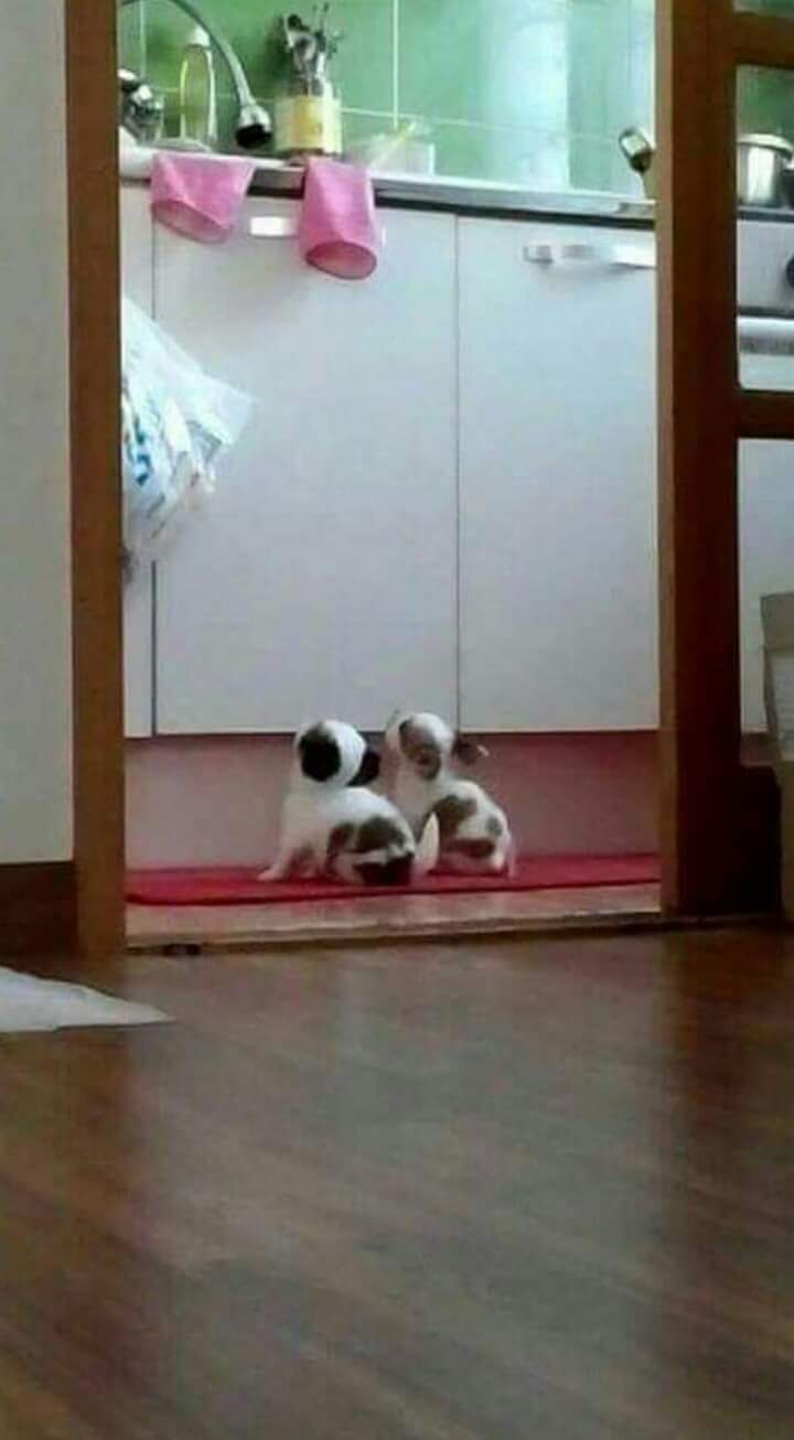 심쿵) 이보다 귀여운 사진이 있을까? | 인스티즈