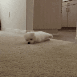 공평하게 자기전에 봐야할 댕댕이 모음 | 인스티즈