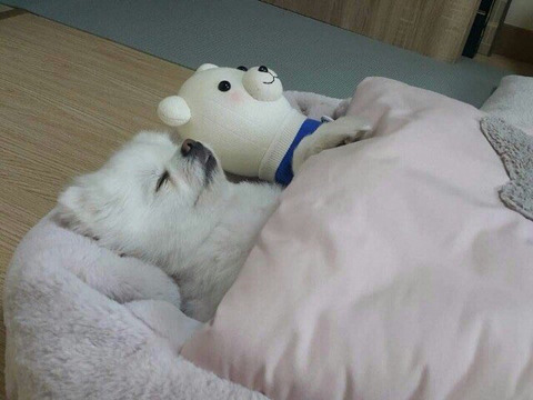 공평하게 자기전에 봐야할 댕댕이 모음 | 인스티즈