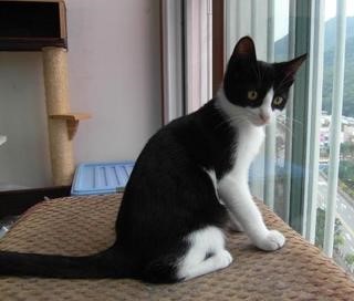 쉽게 이해하는 고양이에 관한 이야기 1 | 인스티즈