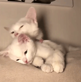 개와 고양이.jpg | 인스티즈