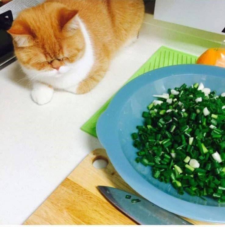 엄마가 파 써는데 옆에서 구경하던 고양이.jpg | 인스티즈