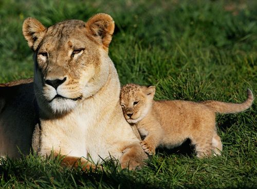 사자의 모성애.jpg | 인스티즈