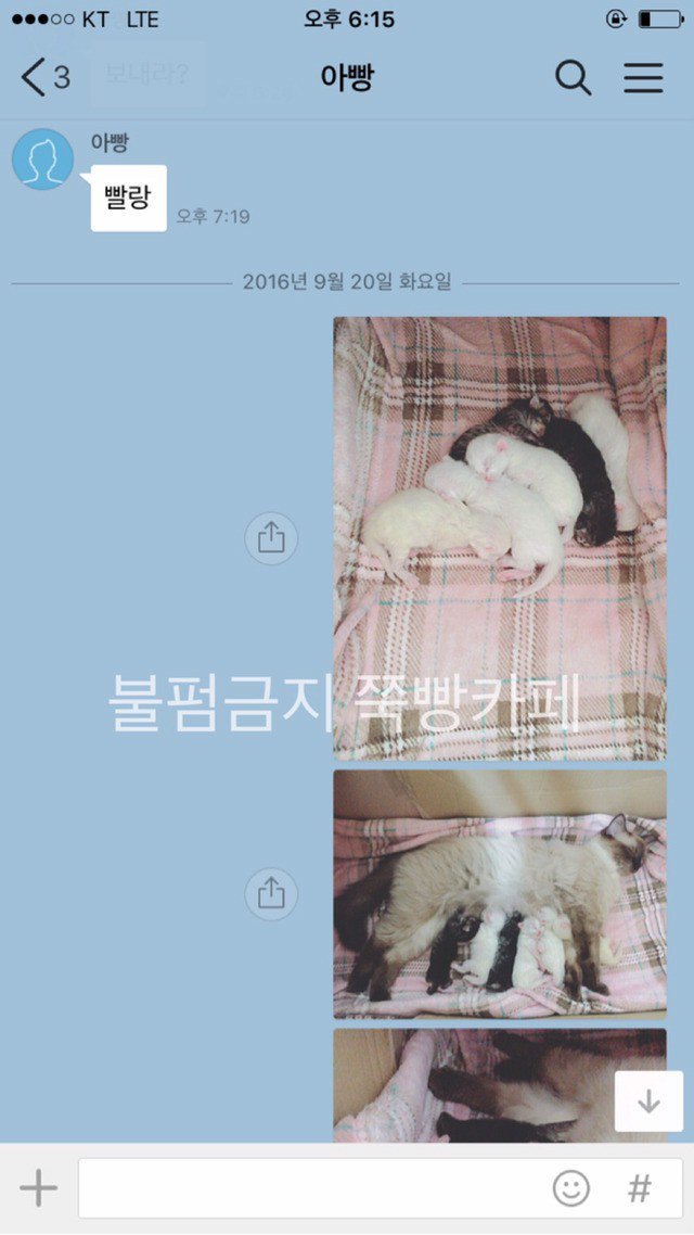 고양이는 다 요물이라며 갖다버리라던 아버지 | 인스티즈